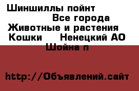 Шиншиллы пойнт ns1133,ny1133. - Все города Животные и растения » Кошки   . Ненецкий АО,Шойна п.